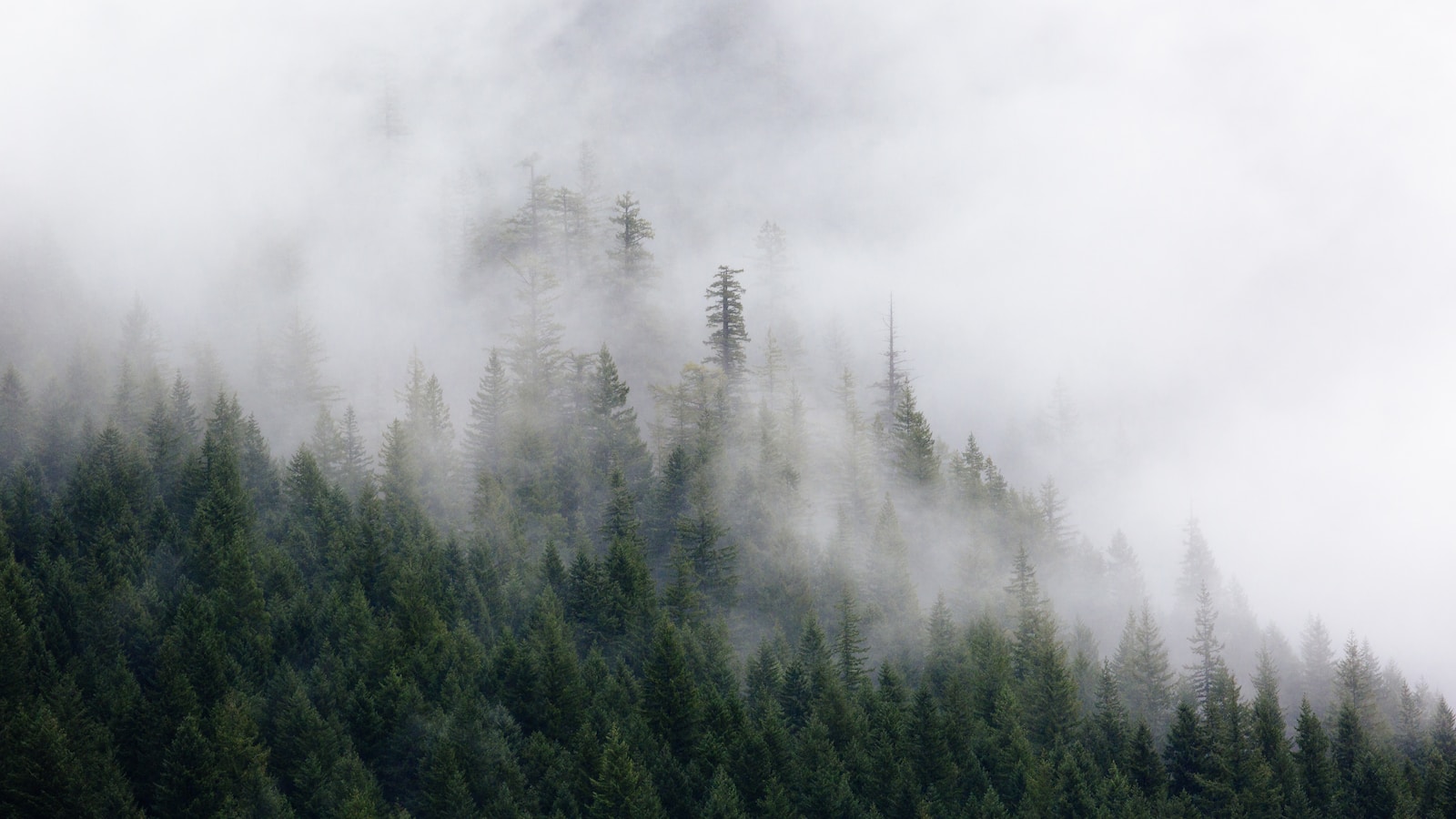 photography of green pine trees covered by fogs
